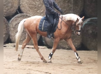 Más ponis/caballos pequeños, Caballo castrado, 8 años, 152 cm, Palomino