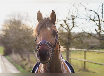 Más ponis/caballos pequeños, Caballo castrado, 8 años, 160 cm, Castaño claro