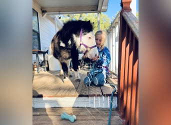 Más ponis/caballos pequeños, Caballo castrado, 8 años, 86 cm