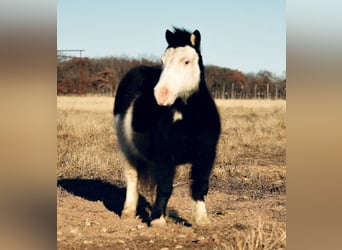 Más ponis/caballos pequeños, Caballo castrado, 8 años, 86 cm