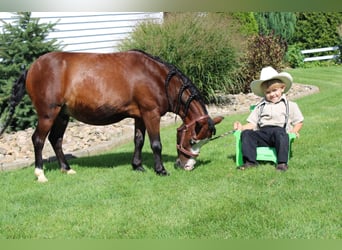 Más ponis/caballos pequeños, Caballo castrado, 8 años, 89 cm, Castaño rojizo