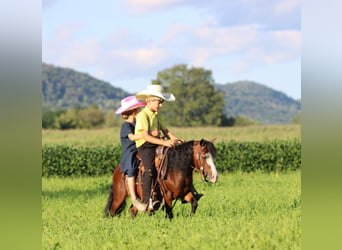 Más ponis/caballos pequeños, Caballo castrado, 8 años, 89 cm, Castaño rojizo