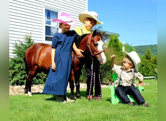 Más ponis/caballos pequeños, Caballo castrado, 8 años, 89 cm, Castaño rojizo