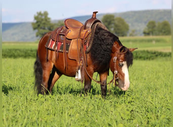 Más ponis/caballos pequeños, Caballo castrado, 8 años, 89 cm, Castaño rojizo