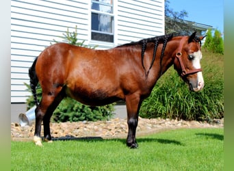 Más ponis/caballos pequeños, Caballo castrado, 8 años, 89 cm, Castaño rojizo