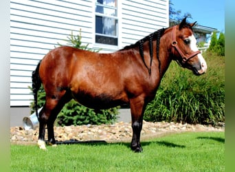 Más ponis/caballos pequeños, Caballo castrado, 8 años, 89 cm, Castaño rojizo