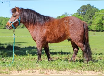 Más ponis/caballos pequeños, Caballo castrado, 8 años, 89 cm, Castaño-ruano