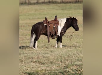 Más ponis/caballos pequeños, Caballo castrado, 8 años, 91 cm, Negro