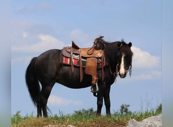 Más ponis/caballos pequeños, Caballo castrado, 8 años, 94 cm, Negro