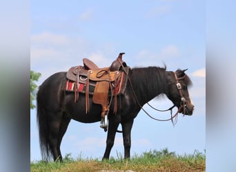 Más ponis/caballos pequeños, Caballo castrado, 8 años, 94 cm, Negro