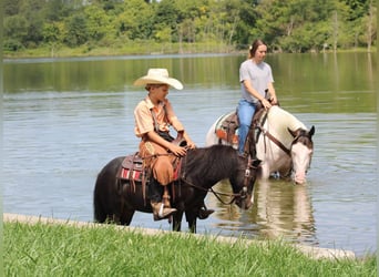 Más ponis/caballos pequeños, Caballo castrado, 8 años, 94 cm, Negro