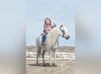 Más ponis/caballos pequeños, Caballo castrado, 8 años, 94 cm, Tordo