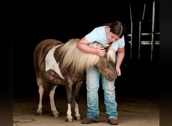 Más ponis/caballos pequeños, Caballo castrado, 8 años, 97 cm