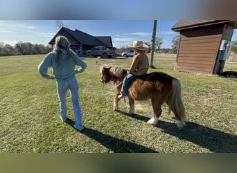 Más ponis/caballos pequeños, Caballo castrado, 9 años, 102 cm, Bayo