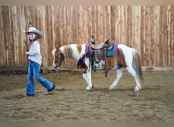 Más ponis/caballos pequeños, Caballo castrado, 9 años, 102 cm