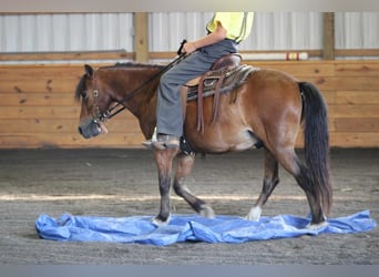 Más ponis/caballos pequeños, Caballo castrado, 9 años, 109 cm, Castaño rojizo