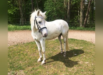 Más ponis/caballos pequeños, Caballo castrado, 9 años, 123 cm, Tordo