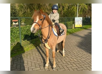 Más ponis/caballos pequeños, Caballo castrado, 9 años, 126 cm, Alazán