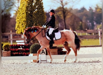 Más ponis/caballos pequeños, Caballo castrado, 9 años, 126 cm, Alazán