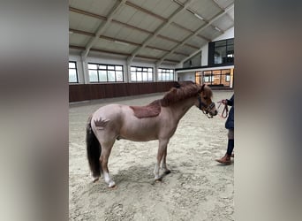 Más ponis/caballos pequeños, Caballo castrado, 9 años, 126 cm, Alazán