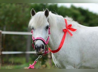 Más ponis/caballos pequeños, Caballo castrado, 9 años, 126 cm, Tordo