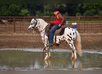 Más ponis/caballos pequeños, Caballo castrado, 9 años, 127 cm, White/Blanco