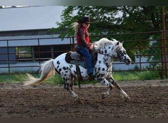 Más ponis/caballos pequeños, Caballo castrado, 9 años, 127 cm, White/Blanco