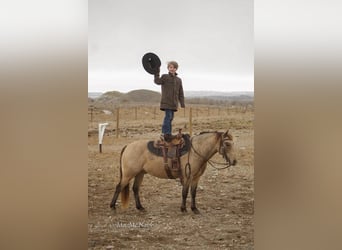 Más ponis/caballos pequeños, Caballo castrado, 9 años, 130 cm, Buckskin/Bayo