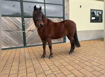 Más ponis/caballos pequeños, Caballo castrado, 9 años, 133 cm, Castaño