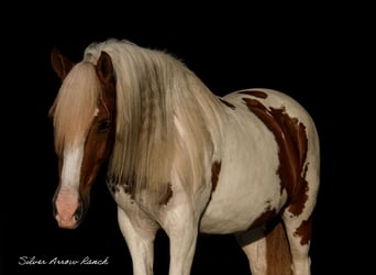 Más ponis/caballos pequeños, Caballo castrado, 9 años, 135 cm, Pío