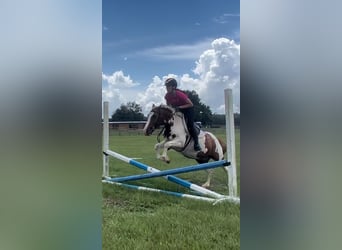 Más ponis/caballos pequeños, Caballo castrado, 9 años, 135 cm, Pío