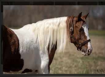 Más ponis/caballos pequeños, Caballo castrado, 9 años, 137 cm