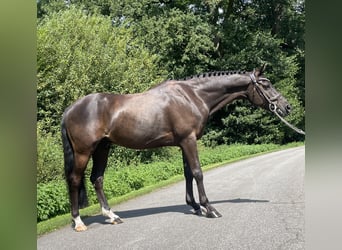 Más ponis/caballos pequeños, Caballo castrado, 9 años, 140 cm, Castaño