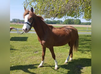 Más ponis/caballos pequeños, Caballo castrado, 9 años, 143 cm, Alazán
