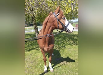 Más ponis/caballos pequeños, Caballo castrado, 9 años, 143 cm, Alazán
