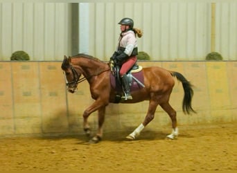 Más ponis/caballos pequeños, Caballo castrado, 9 años, 145 cm