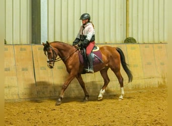 Más ponis/caballos pequeños, Caballo castrado, 9 años, 145 cm