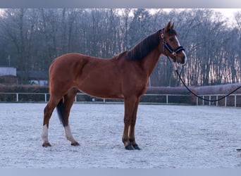 Más ponis/caballos pequeños, Caballo castrado, 9 años, 145 cm