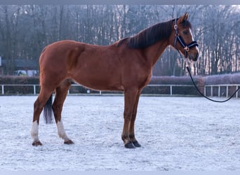 Más ponis/caballos pequeños, Caballo castrado, 9 años, 145 cm