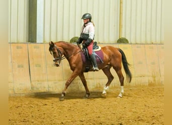 Más ponis/caballos pequeños, Caballo castrado, 9 años, 145 cm