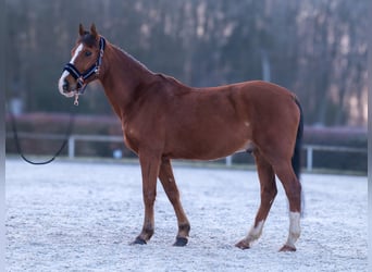 Más ponis/caballos pequeños, Caballo castrado, 9 años, 145 cm