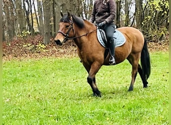 Más ponis/caballos pequeños, Caballo castrado, 9 años, 146 cm, Castaño