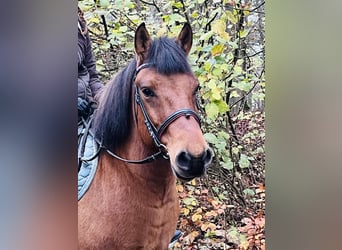 Más ponis/caballos pequeños, Caballo castrado, 9 años, 146 cm, Castaño