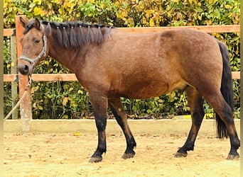 Más ponis/caballos pequeños, Caballo castrado, 9 años, 147 cm, Castaño