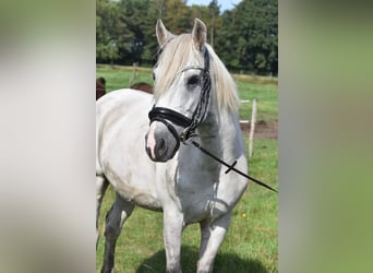 Más ponis/caballos pequeños, Caballo castrado, 9 años, 150 cm, Tordo