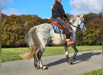 Más ponis/caballos pequeños, Caballo castrado, 9 años, 154 cm, Tordo