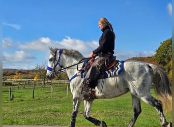 Más ponis/caballos pequeños, Caballo castrado, 9 años, 154 cm, Tordo