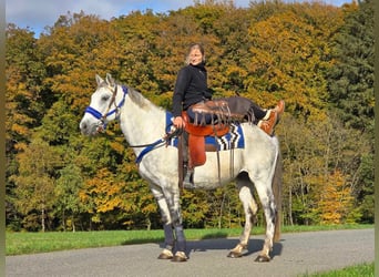 Más ponis/caballos pequeños, Caballo castrado, 9 años, 154 cm, Tordo