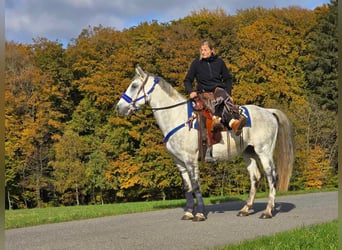 Más ponis/caballos pequeños, Caballo castrado, 9 años, 154 cm, Tordo