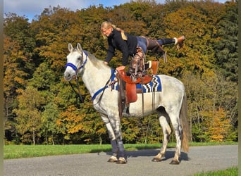 Más ponis/caballos pequeños, Caballo castrado, 9 años, 154 cm, Tordo